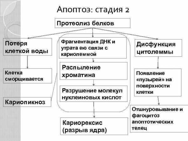 Характеристика экономического цикла план егэ по обществознанию