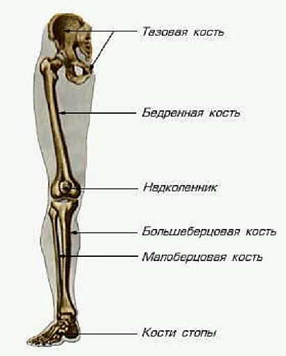 Пояс верхних конечностей состоит из костей отмеченных на рисунке цифрами