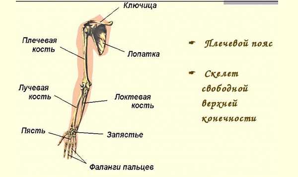 Туловище человека рисунок