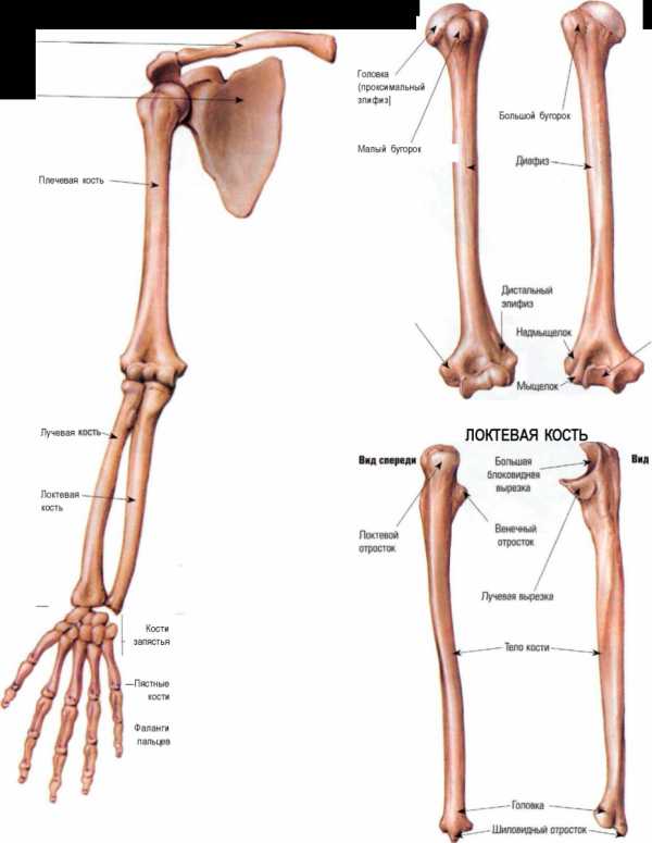 Строение руки человека фото. Плече кости состоит.