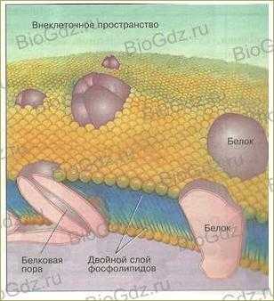 Как называется органоид изображенный на рисунке который имеется в большинстве эукариотических клеток