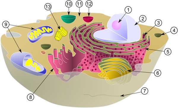 Как называется органоид изображенный на рисунке