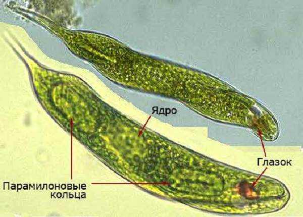 Эвглена зеленая фото