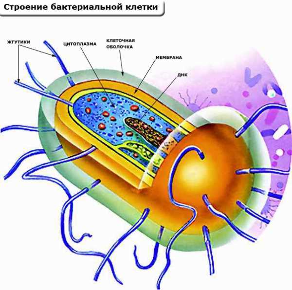 Клетка бактерии рисунок