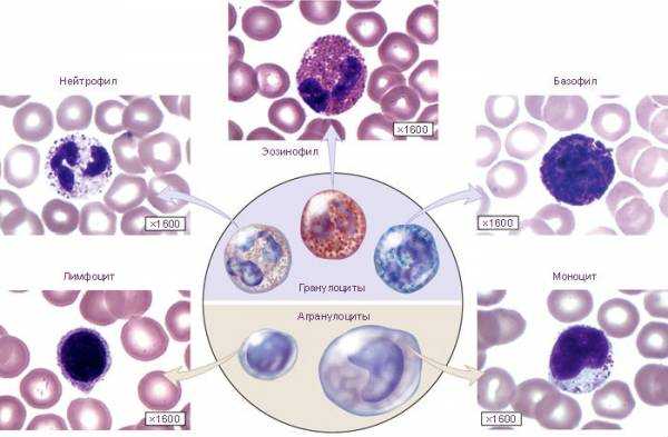 Клетки крови фото с названиями