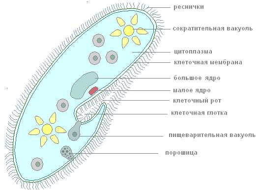 Каким номером на рисунке обозначена часть клетки которая позволяет инфузории обитают в пресноводных