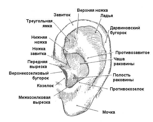 Рак наружного уха фото