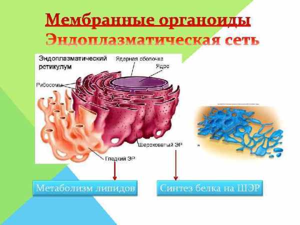 Как называется органоид изображенный на рисунке