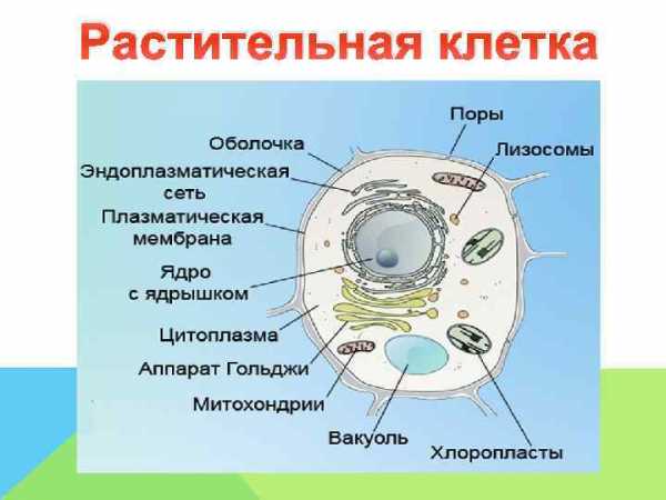 Как называется органоид изображенный на рисунке