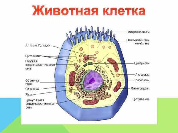 На рисунке растительной клетки цифра 4 обозначает