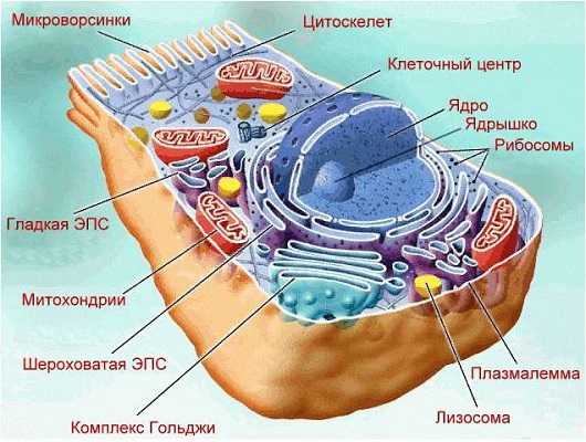 Какая гипотеза происхождения эукариотической клетки показана на рисунке