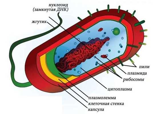 С помощью рисунка 33 назовите основные части бактериальной клетки