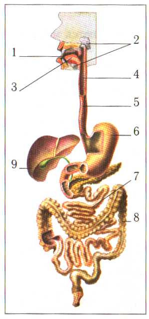 Рисунок по биологии 8 класс. Рис 59 система органов пищеварения. Рис 78 система органов пищеварения. Система органов пищеварения без подписей. Пищеварительный тракт это в биологии 8 класс.