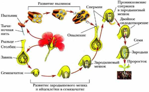 4 на рисунках показаны циклы развития голосеменных и покрытосеменных растений