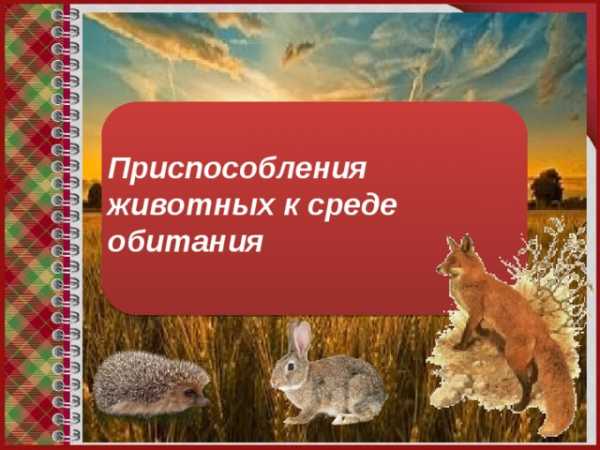 Рассмотрите рисунок ответьте на вопрос в каких средах жизни можно встретить животных опишите какие