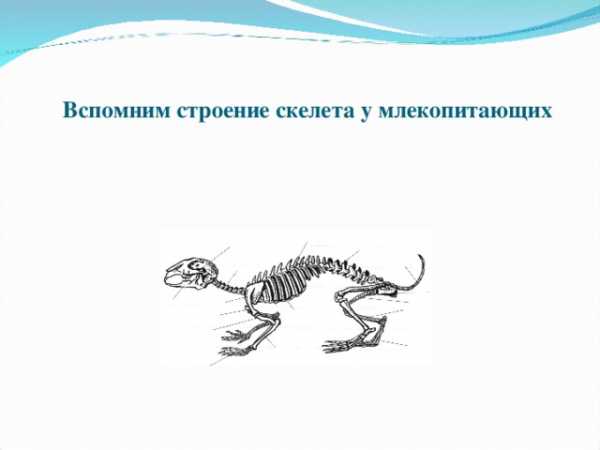 Запишите выводы об особенностях скелета млекопитающих сделайте рисунки биология 7 класс кратко