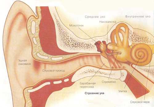 Фото уха человека в картинках