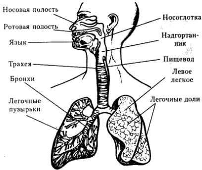 Система органов дыхания человека схема
