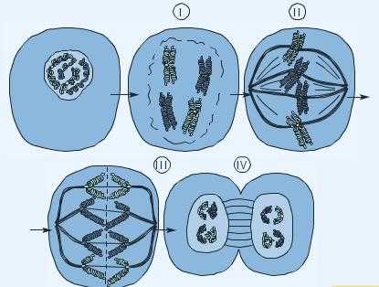 В результате деления клетки