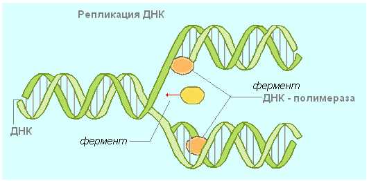 Схема синтеза белка в рибосоме