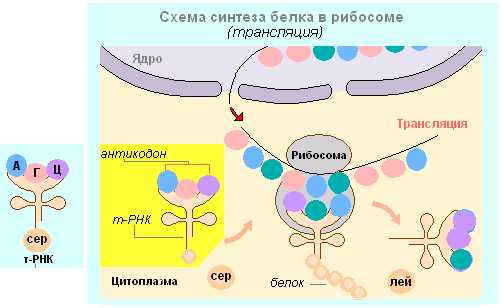 Синтез белка картинка