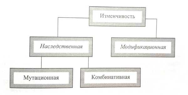 11 заполните схему виды изменчивости