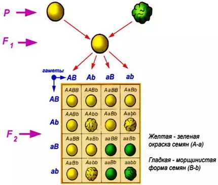 1 закон менделя схема