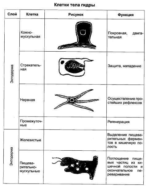 Схема многоклеточные животные